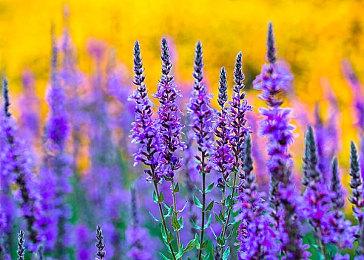 动视暴雪CEO透露：原本曾考虑与EA合并